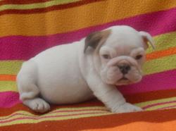 cachorros para la venta de bulldog ingles y frances 100% puros

            


            