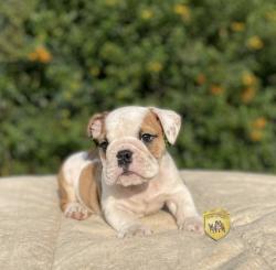 Click sobre la imagen para ampliarla