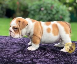 Click sobre la imagen para ampliarla