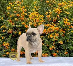 Click sobre la imagen para ampliarla