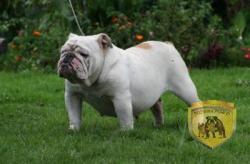 Ejemplar de raza Bulldog 


            


            