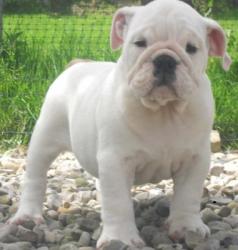 Click sobre la imagen para ampliarla