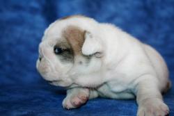 cachorra nieta de Ch Cherokee Legend Rock    

