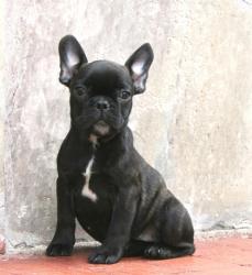 criadero bulldog frances.
            


            


            