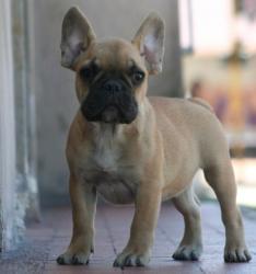 Ejemplar de Bulldog frances para la venta                      


            


            


            