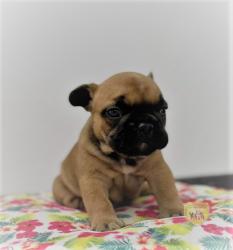 Click sobre la imagen para ampliarla