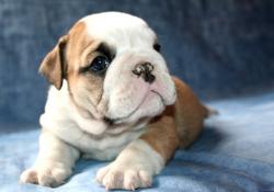 Click sobre la imagen para ampliarla