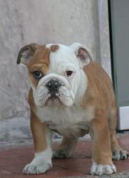 venta de bulldog ingles cachorros
            


            