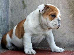 venta de cachorros bulldog 


            


            