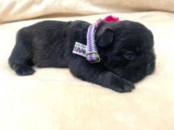 Click sobre la imagen para ampliarla