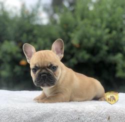 Click sobre la imagen para ampliarla