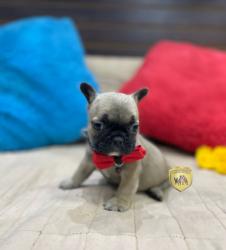 Click sobre la imagen para ampliarla