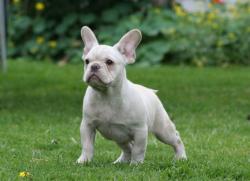            cachorros de bulldog frances  


            