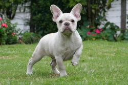 Click sobre la imagen para ampliarla