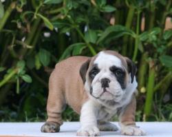 Click sobre la imagen para ampliarla