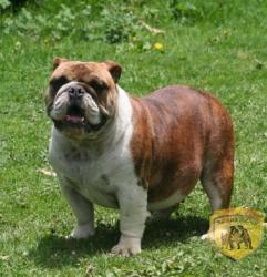 cachorra nieta de Ch Cherokee Legend Rock 

            