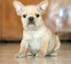 Ejemplar de Bulldog Frances para la venta


            


            