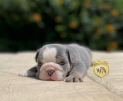 Click sobre la imagen para ampliarla