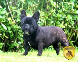 criadero bulldog francés 

            


            


            