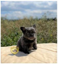 Click sobre la imagen para ampliarla