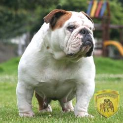 Click sobre la imagen para ampliarla