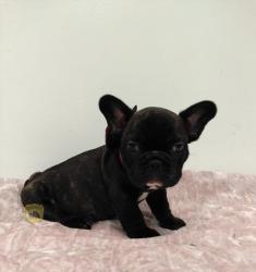 Click sobre la imagen para ampliarla