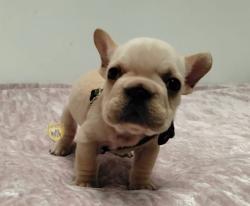 Click sobre la imagen para ampliarla