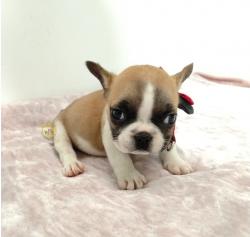 Click sobre la imagen para ampliarla