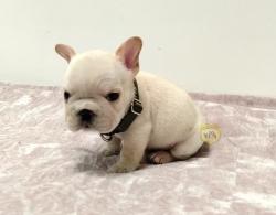 Click sobre la imagen para ampliarla