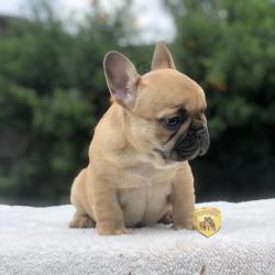 Click sobre la imagen para ampliarla