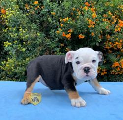 Click sobre la imagen para ampliarla