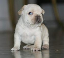 cachorro bulldog frances


            


            