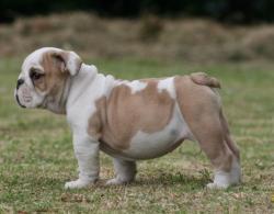 Click sobre la imagen para ampliarla