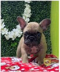 Click sobre la imagen para ampliarla