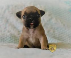 Click sobre la imagen para ampliarla