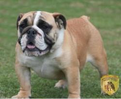 cachorros de raza bulldog ingles para la venta del criadero Nutibara Bulldogs


            


            