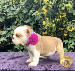 Click sobre la imagen para ampliarla