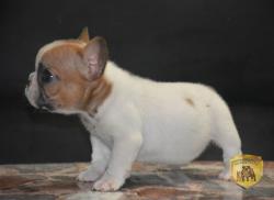 Click sobre la imagen para ampliarla