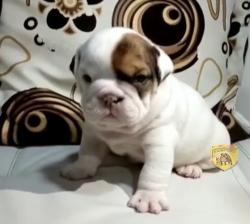 Click sobre la imagen para ampliarla