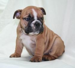 vendo cachorro buklldog regidtrado
            


            