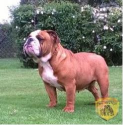             cachorros de la raza Bulldog Ingles para la venta del criadero Nutibara Bulldogs  


            


            


            