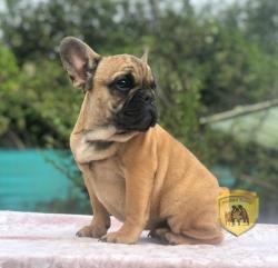 Click sobre la imagen para ampliarla