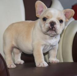 Click sobre la imagen para ampliarla