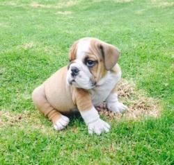 Click sobre la imagen para ampliarla