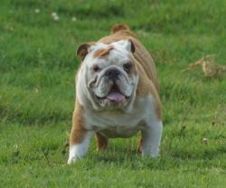 Click sobre la imagen para ampliarla