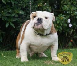 Ejemplar de Bulldog Ingles del Criadero Nutibara Bulldogs

            


            