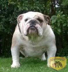 Cachorros de raza bulldog Ingles para la venta del criadero Nutibara Bulldogs



            


            