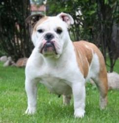 bulldog