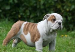 Click sobre la imagen para ampliarla