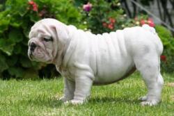 Click sobre la imagen para ampliarla